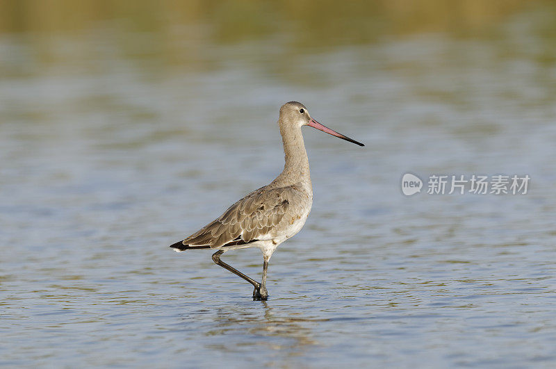 小黑尾白头翁(Limosa Limosa)